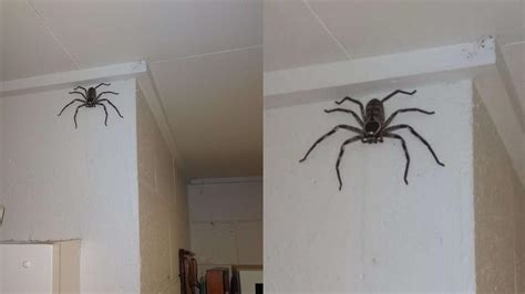 家裡出現大蜘蛛